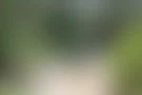 آپادانا