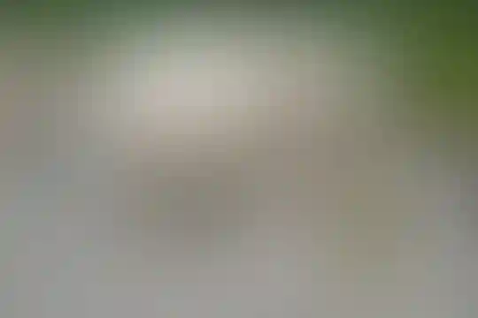 امام حسن