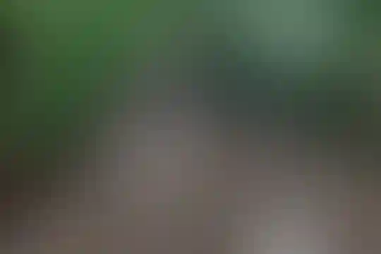آل محمد