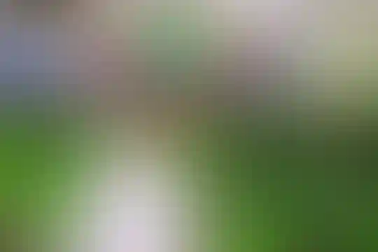 شهید علیرضا محمدبیگی
