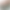 داستان «راز گل‌سرخ» (پروانه و برکه)